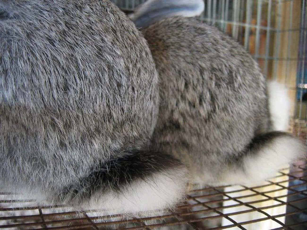 Adorable Bunny Butts