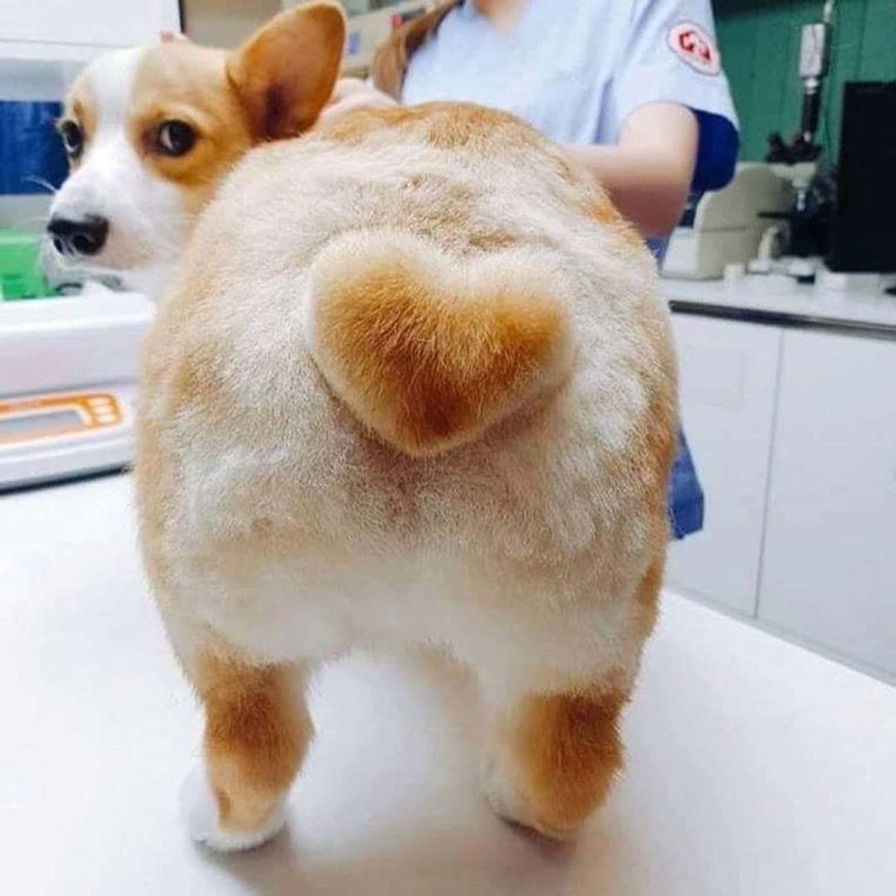 Corgi Butt With A Heart On It