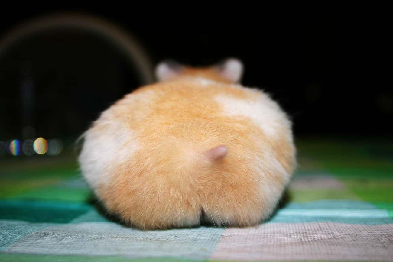 Fluffy Hamster Butt