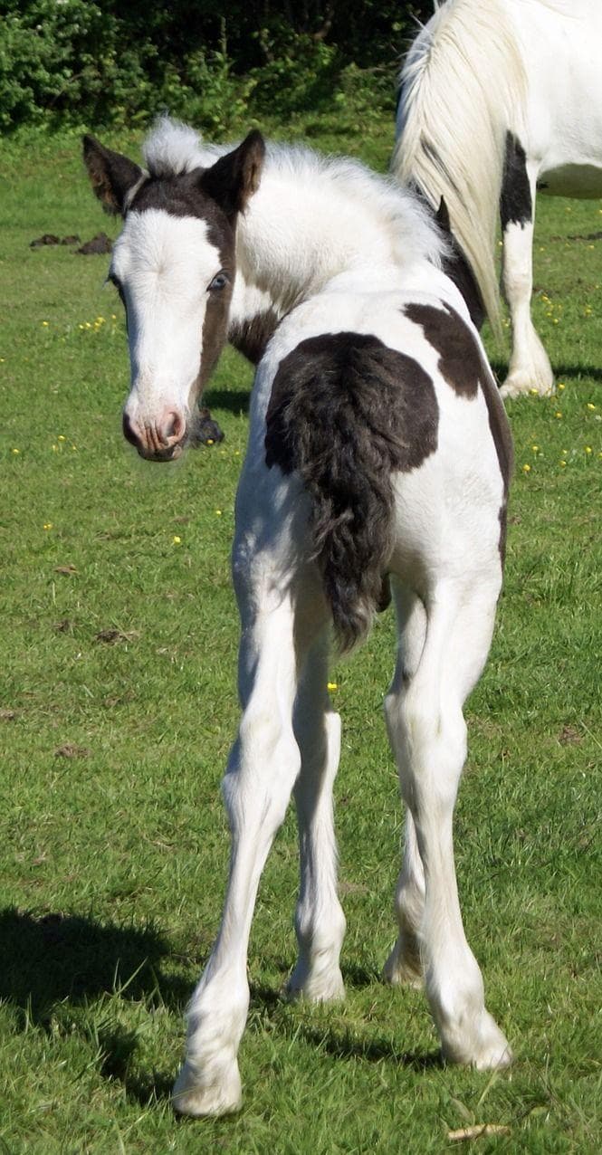 Американский пейнтхорс лошадь. Лошадь породы пинто. Лошадь с жеребенком. Маленькие лошадки. Жеребенок пони.