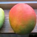 Domesticated Mangoes Are Supersized on Random Pics Of Common Fruits As You Know Them Compared To Their Undomesticated Forms
