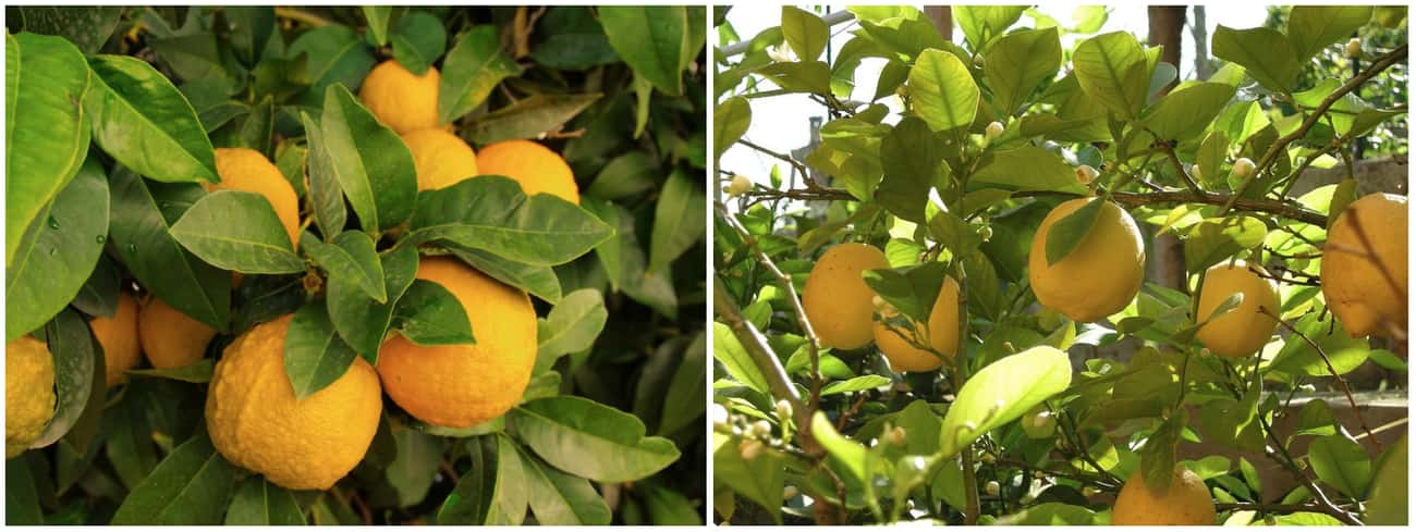 20 Common Fruits Vs Their Undomesticated Forms (Photos)