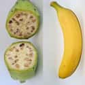 Bananas Had Large, Hard Seeds on Random Pics Of Common Fruits As You Know Them Compared To Their Undomesticated Forms