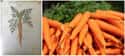 Carrots Originally Took Two Years To Grow on Random Pics Of Common Fruits As You Know Them Compared To Their Undomesticated Forms