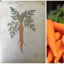 Carrots Originally Took Two Years To Grow on Random Pics Of Common Fruits As You Know Them Compared To Their Undomesticated Forms
