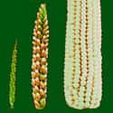 The First Corn Was Barely Edible on Random Pics Of Common Fruits As You Know Them Compared To Their Undomesticated Forms