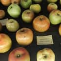 Apples Were Bred To Be Larger on Random Pics Of Common Fruits As You Know Them Compared To Their Undomesticated Forms