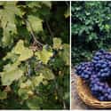 Wild Grapes Are The Size Of Blueberries on Random Pics Of Common Fruits As You Know Them Compared To Their Undomesticated Forms