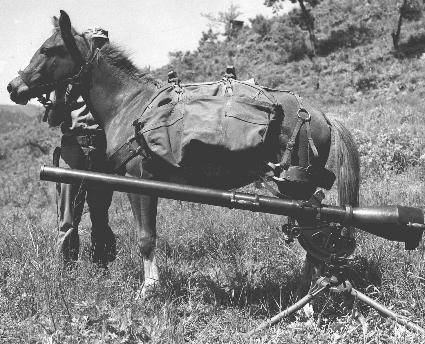 Sergeant Reckless Served Bravely In The Korean War
