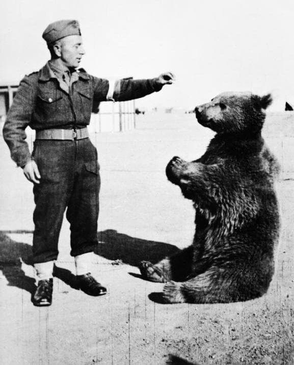 Wojtek The Bear Was On The Frontlines In WWII