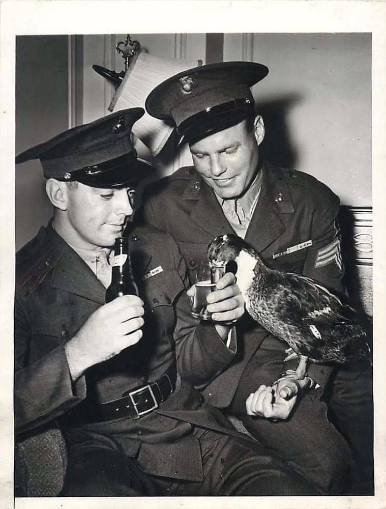 Siwash The Duck Fought The Japanese On Tarawa