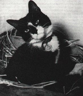 Simon The Cat Was A Decorated Naval Crewman