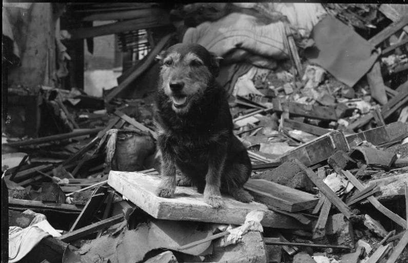Rip Was A Search And Rescue Dog During WWII