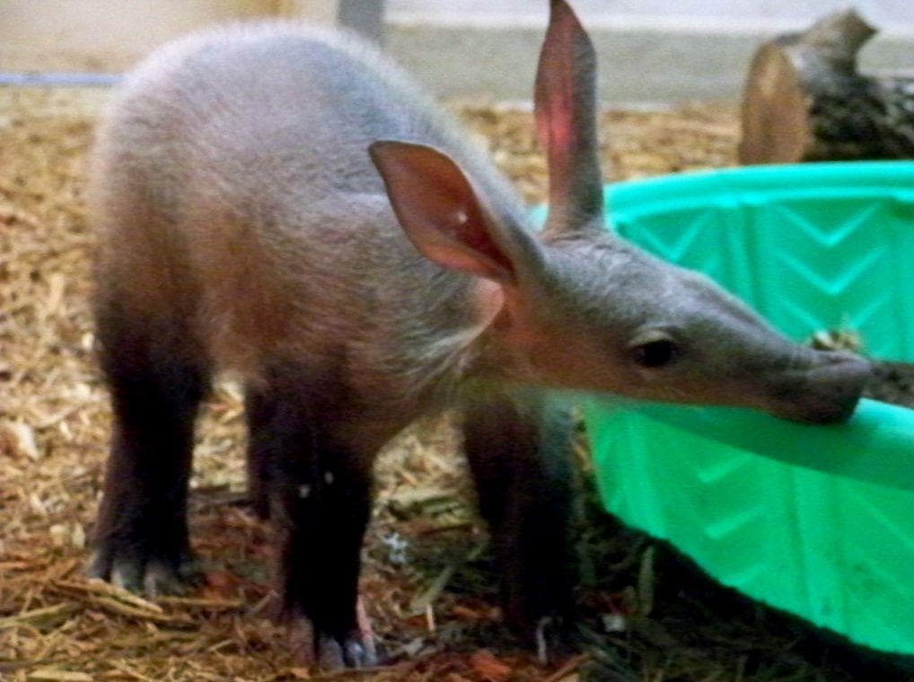 Animals So Ugly They're Actually Super Adorable