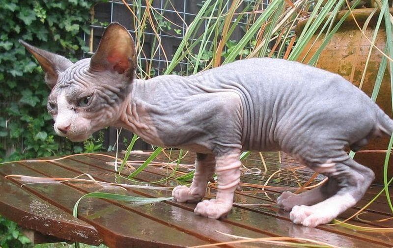 Animals So Ugly They Re Actually Super Adorable