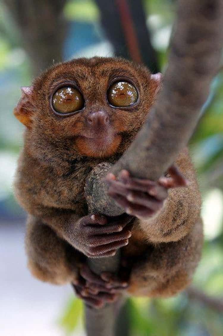 Animals So Ugly They're Actually Super Adorable