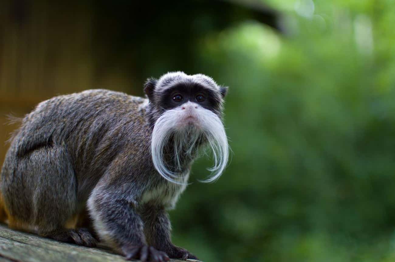 Emperor Tamarin Monkey