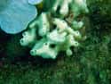 Spotted In Brazil, A Light Green Sea Squirt on Random Stunningly Beautiful Pics Of Sea Squirts That'll Leave You In Awe
