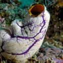 This Sea Squirt Looks Like An Alien's Heart on Random Stunningly Beautiful Pics Of Sea Squirts That'll Leave You In Awe