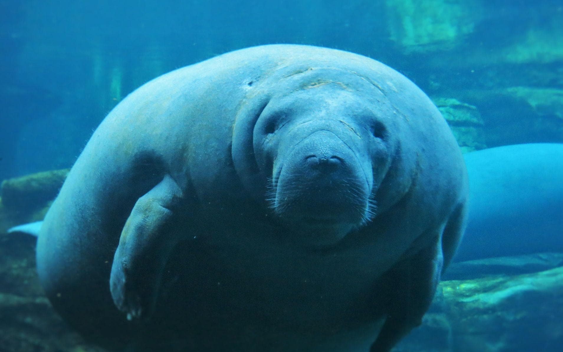Random Amazing Facts About Manatees