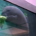 Manatees Can Hold Their Breath For 20 Minutes At A Time on Random Amazing Facts About Manatees