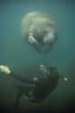 Manatees Are Enormous And Can Weigh Over 1,200 Pounds on Random Amazing Facts About Manatees