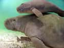 Manatees Are Born Underwater on Random Amazing Facts About Manatees
