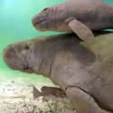 Manatees Are Born Underwater on Random Amazing Facts About Manatees