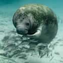 They’re Attracted To Power Plant Discharge Pipes on Random Amazing Facts About Manatees