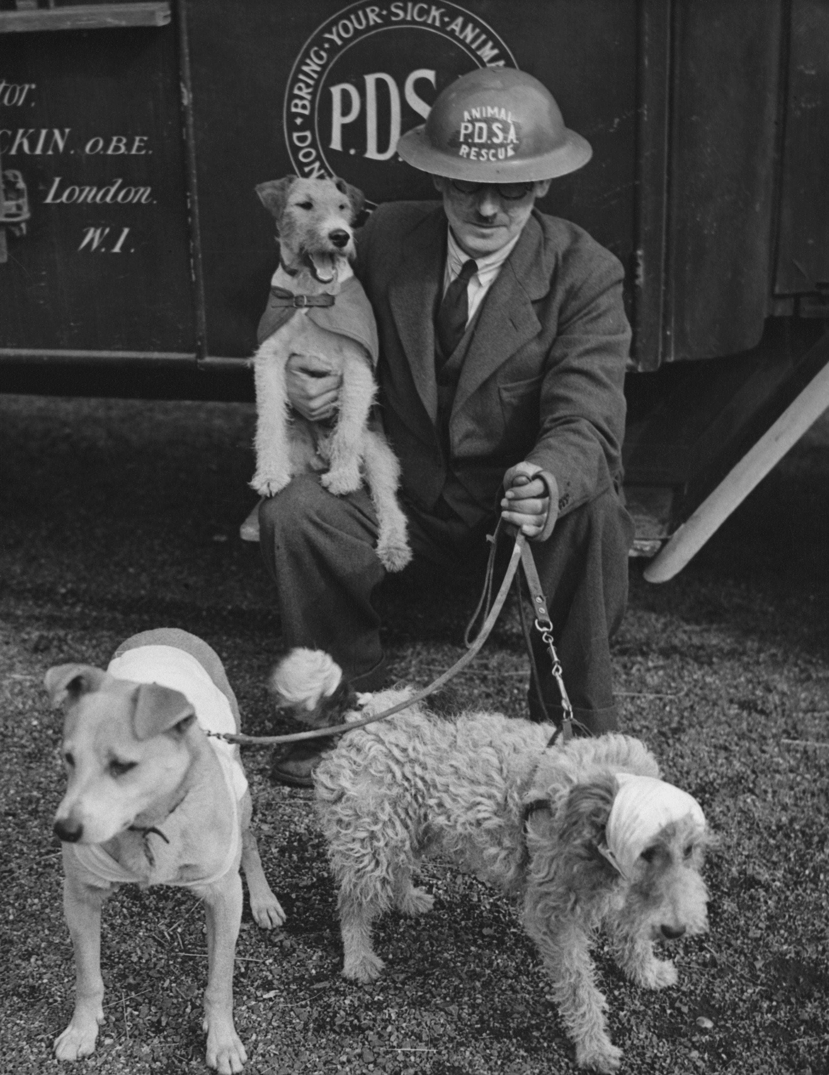 16 Rare Pictures Of Dogs During World War II