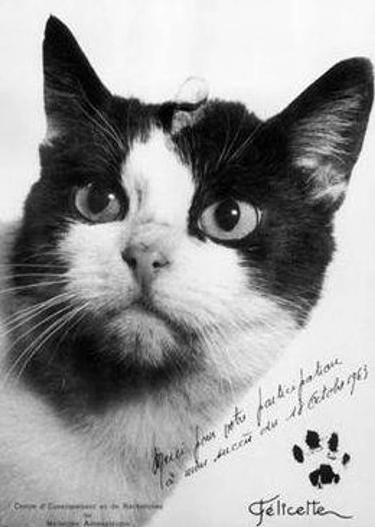 Кошка полетевшая в космос. Фелисетта. 18 Октября 1963 года Франция кошка Фелисетт. Кошка Фелисетт. Кот космонавт Фелисетт.