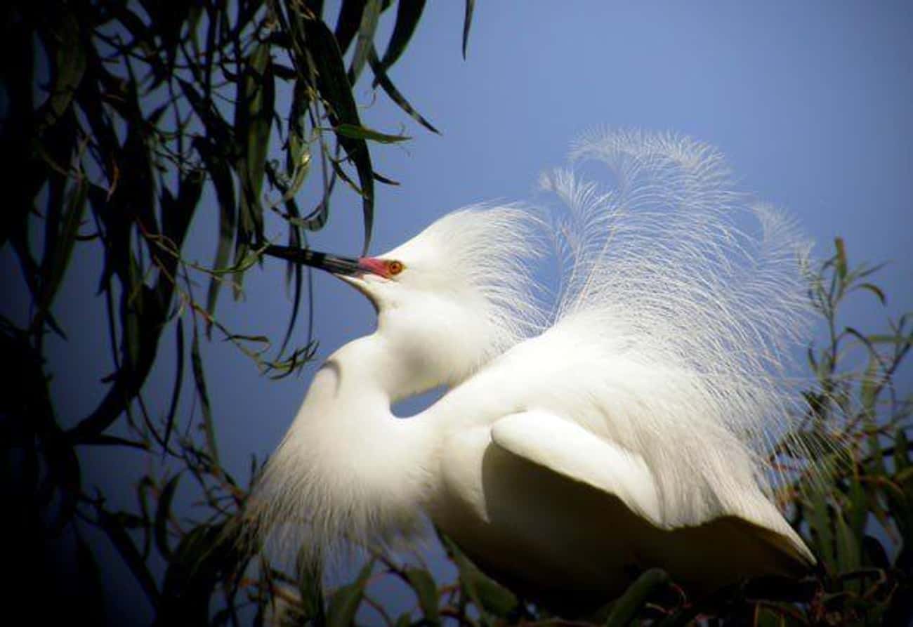 Rich Women&#39;s Demand For Snowy Egret Feathers Caused Near Extinction For The Bird