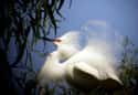 Rich Women's Demand For Snowy Egret Feathers Caused Near Extinction For The Bird on Random Most Unbelievable Excesses By Rich People During Gilded Age