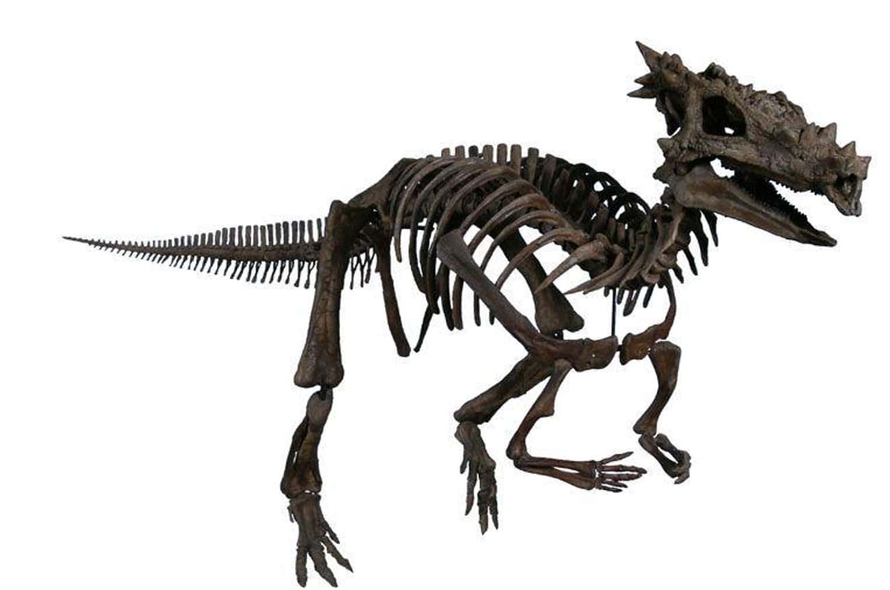 Dracorex Hogwartsia Got Its Name From Harry Potter