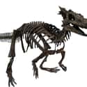Dracorex Hogwartsia Got Its Name From Harry Potter on Random Things About The Most Amazing Dinosaur You’ve Never Heard Of