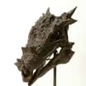 Dracorex Has A Dragon-Shaped Skull Unique To Adult Dinosaurs on Random Things About The Most Amazing Dinosaur You’ve Never Heard Of