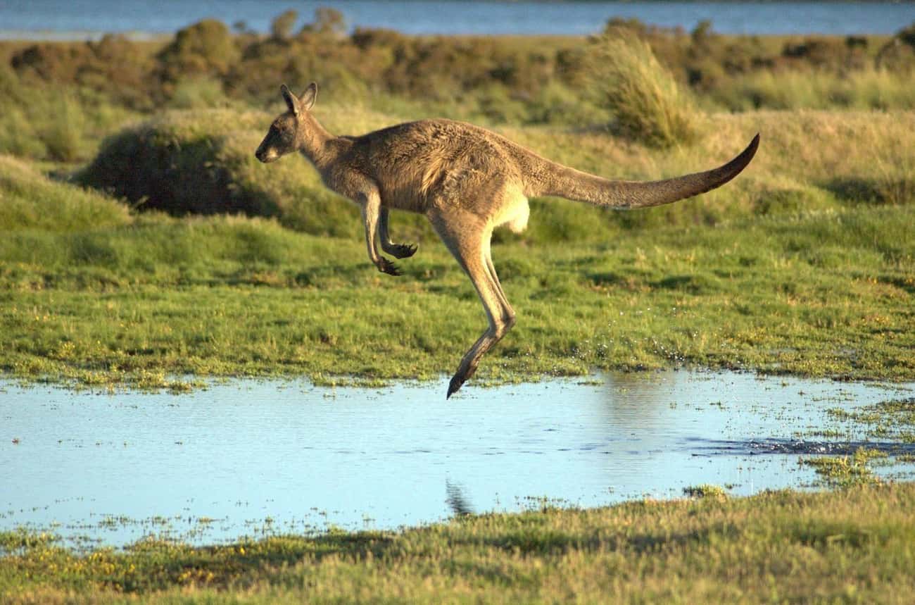 Floating, Flood-Escaping Kangaroos