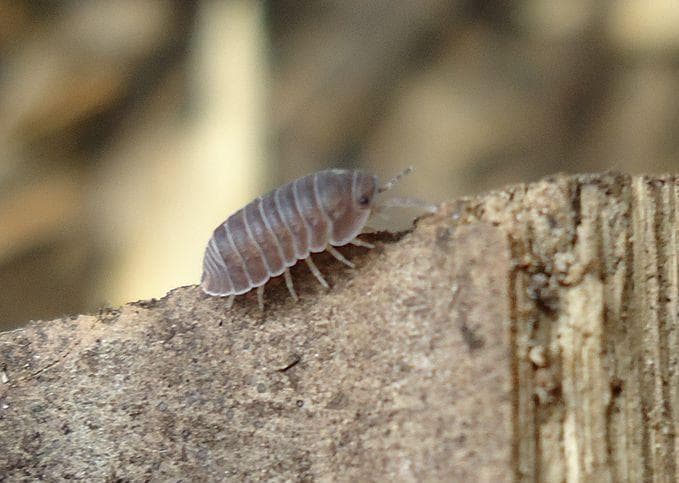 10 Things Most People Don t Know About Pill Bugs