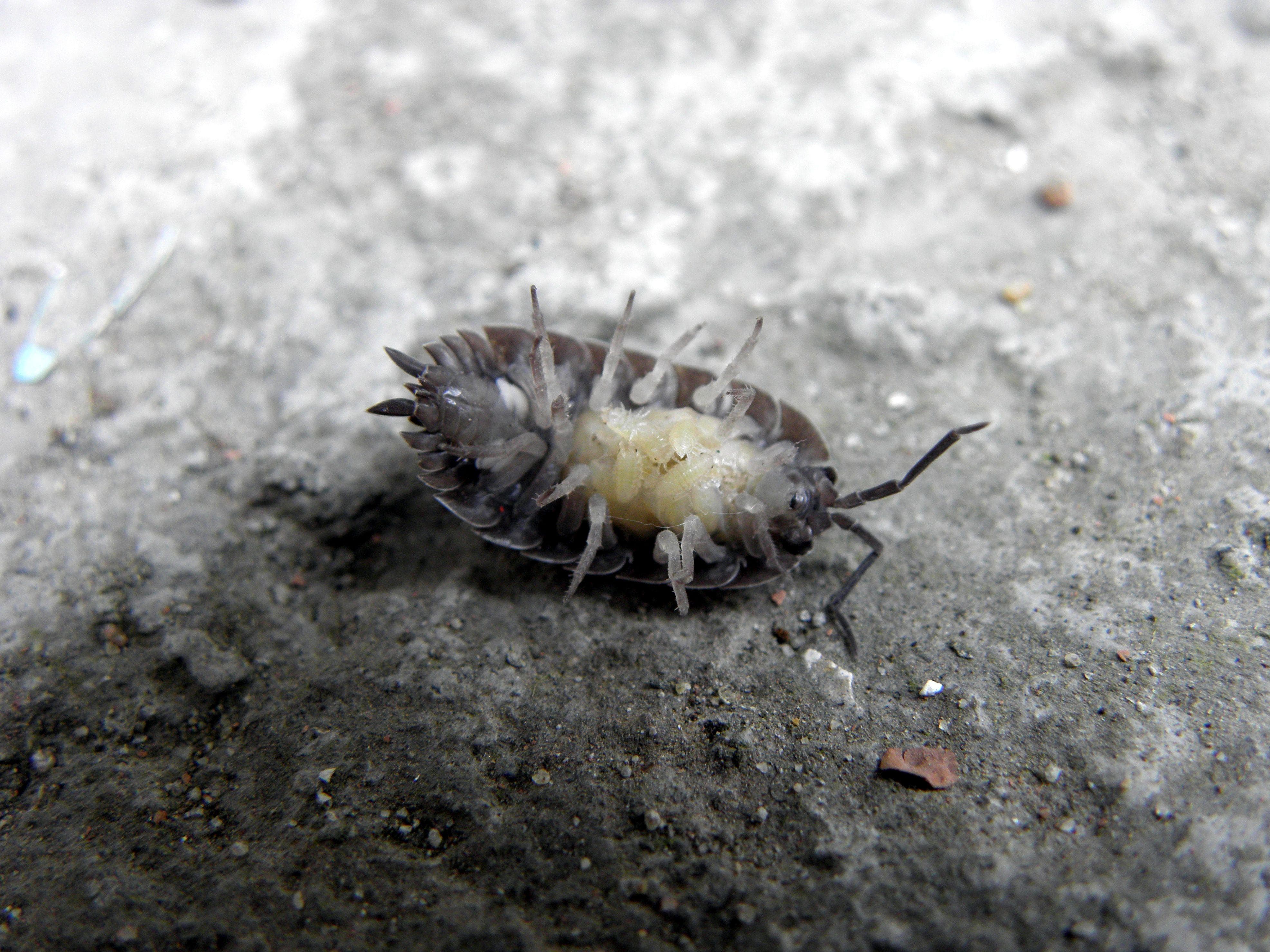 10 Things Most People Don't Know About Pill Bugs