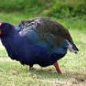 Takahe on Random Extinct Species That Came Back From Dead