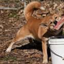 Guinea Highland Singing Dog on Random Extinct Species That Came Back From Dead