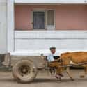 Man And A Cart on Random Pictures Of Rural Life In North Korea