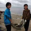 Volunteers Collect Seaweed On The Wonsan beach on Random Pictures Of Rural Life In North Korea