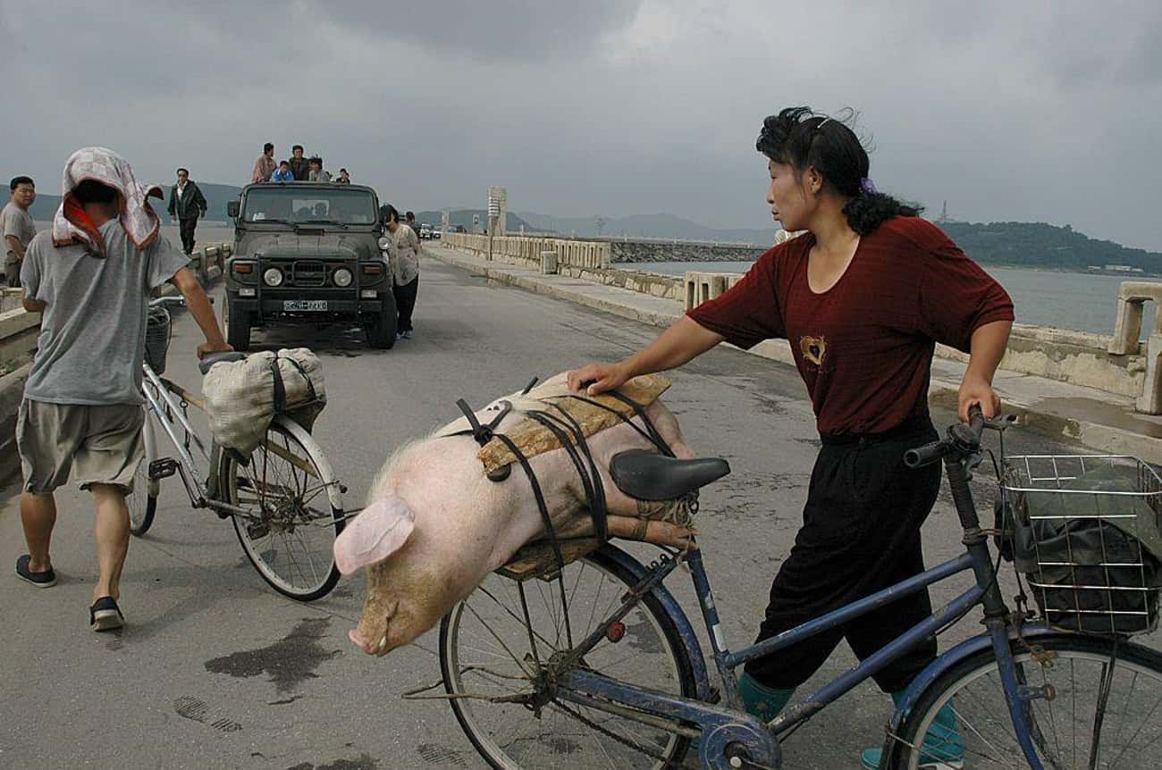 Carrying A Pig On The Dam Of The West Water Lock