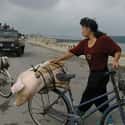 Carrying A Pig On The Dam Of The West Water Lock on Random Pictures Of Rural Life In North Korea