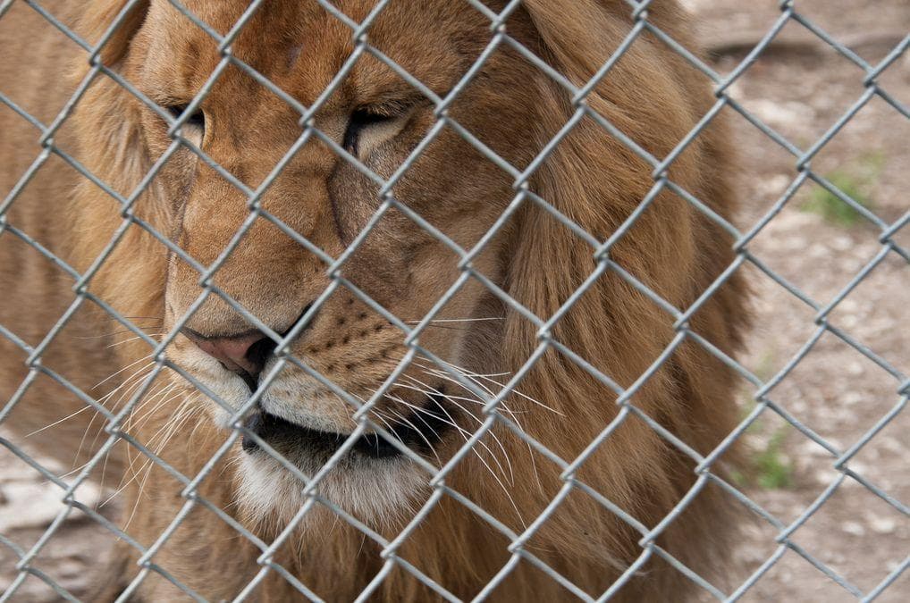 Facts About Animals In Captivity You Might Just Wish You Didn't Know