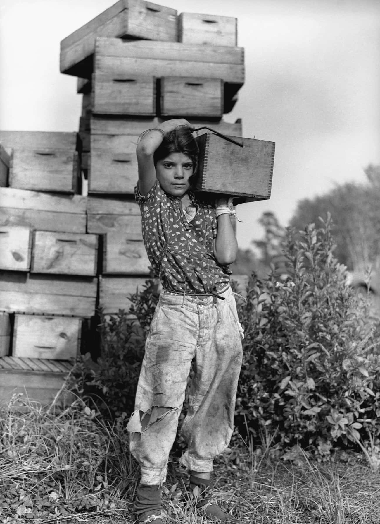 A Migrant Girl Carries A Box Of Cranberries In Burlington County, NJ, 1938