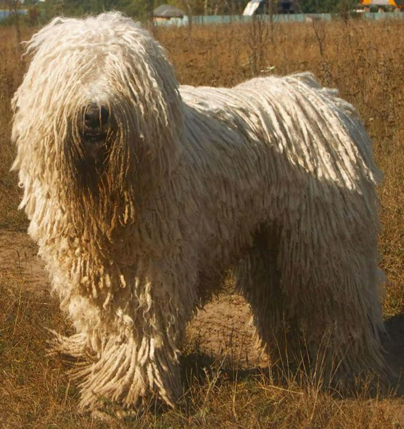 Пастушья собака белая с длинной шерстью