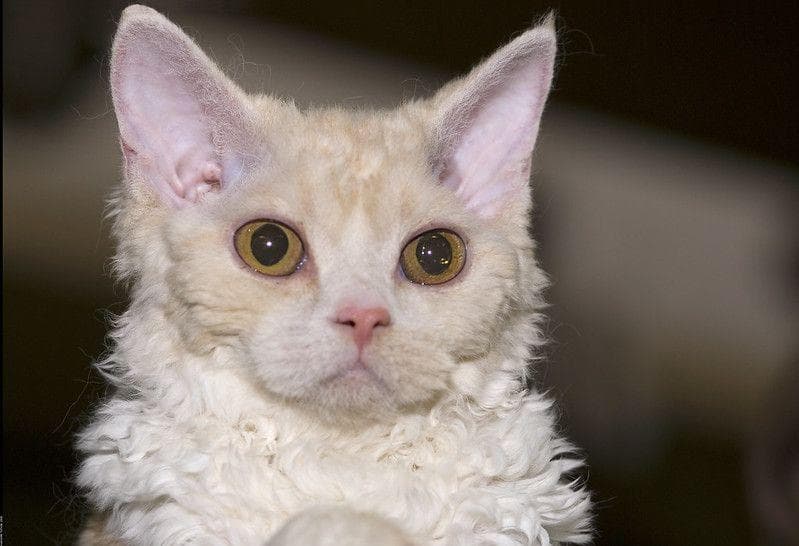 12 Animals With The Most Amazing Hair You Ve Ever Seen