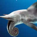 Helicoprion, The Spiral-Mouthed Killer on Random Most Horrifying Sea Monsters To Ever Terrorize Ocean